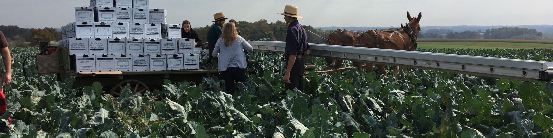 Helping with the harvest. Ready for spring broccoli crops! #Green