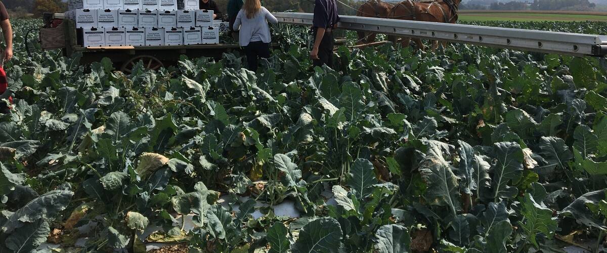A field of leafy greens with a trailer full of boxes and a horse-drawn cart.