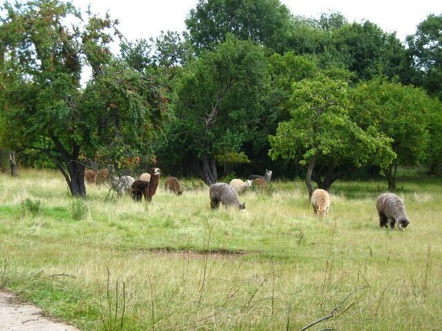 Alpaca field below Hellenge Hill
