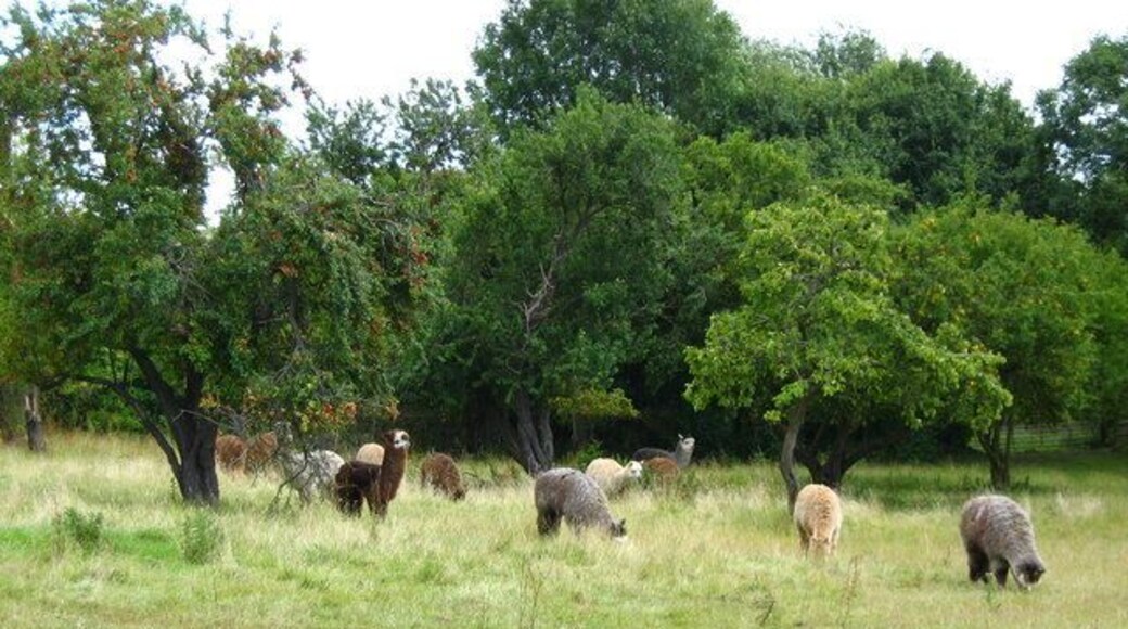 Alpaca field below Hellenge Hill