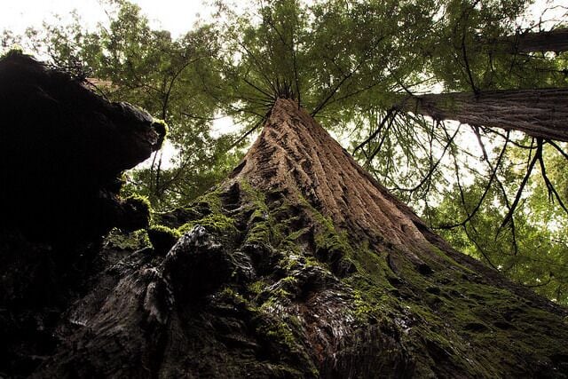 #TroveOn Visit one of the many Redwood groves located in Northern California. These trees get you to crane your neck in order to find the tree tops, not to mention stretching your arms to try to be a tree hugger.

Only a few hours drive north of San Francisco, the Redwoods are a great destination for any nature lover. For more about the Redwoods, check out my experience: http://www.angelatravels.com/2014/04/visiting-redwood-giants/
