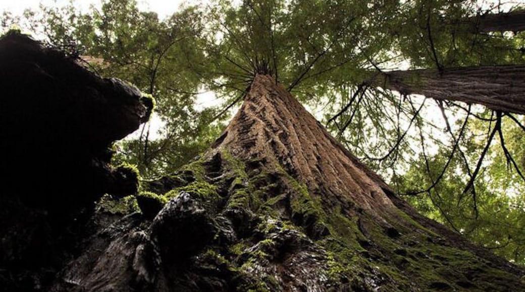 #TroveOn Visit one of the many Redwood groves located in Northern California. These trees get you to crane your neck in order to find the tree tops, not to mention stretching your arms to try to be a tree hugger.
Only a few hours drive north of San Francisco, the Redwoods are a great destination for any nature lover. For more about the Redwoods, check out my experience: http://www.angelatravels.com/2014/04/visiting-redwood-giants/