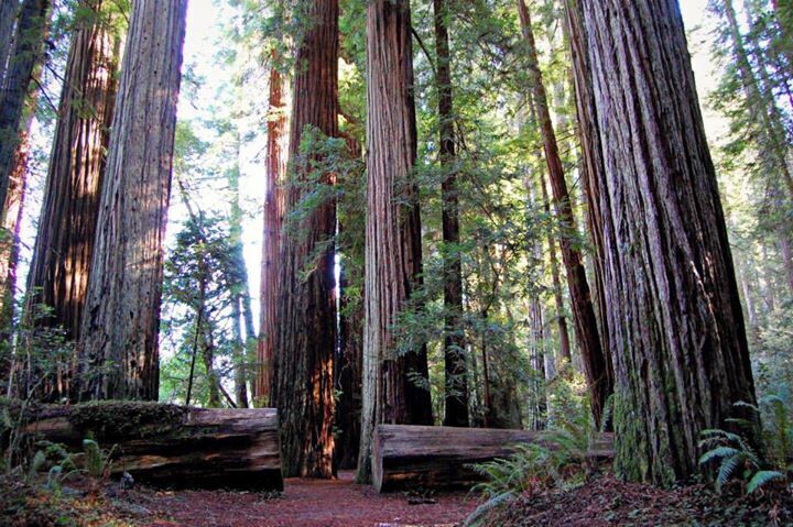 Hiking in the Redwoods of Jedediah Smith. #BestOf5