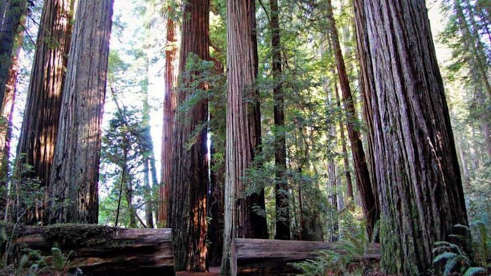 A dense forest with tall redwood trees and a fallen log.