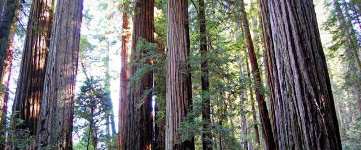 A dense forest with tall redwood trees and a fallen log.