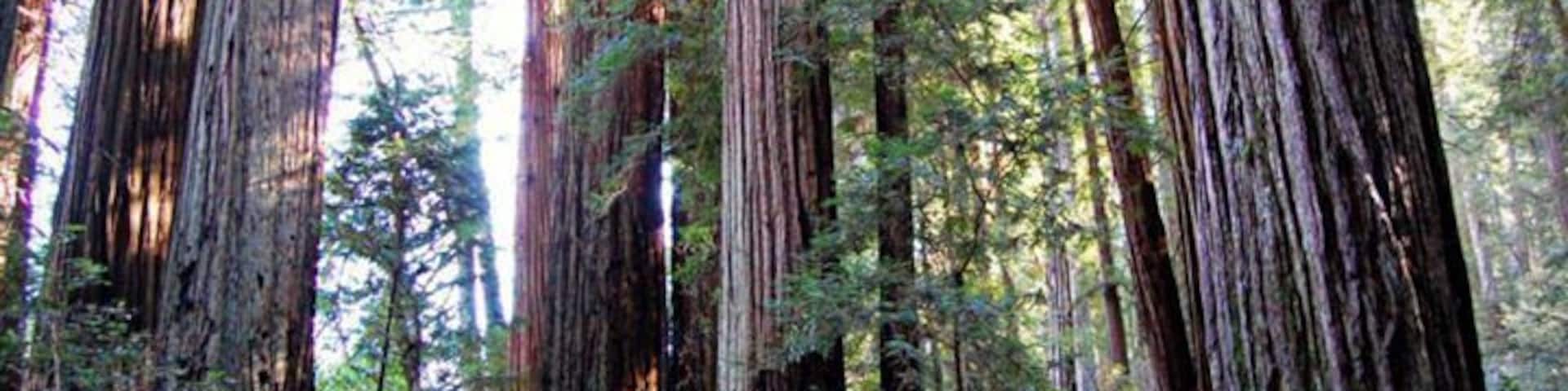 A dense forest with tall redwood trees and a fallen log.