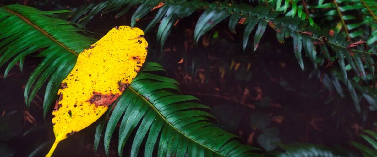 A single Rhododendron leaf floats on top of a fern on a foggy morning.