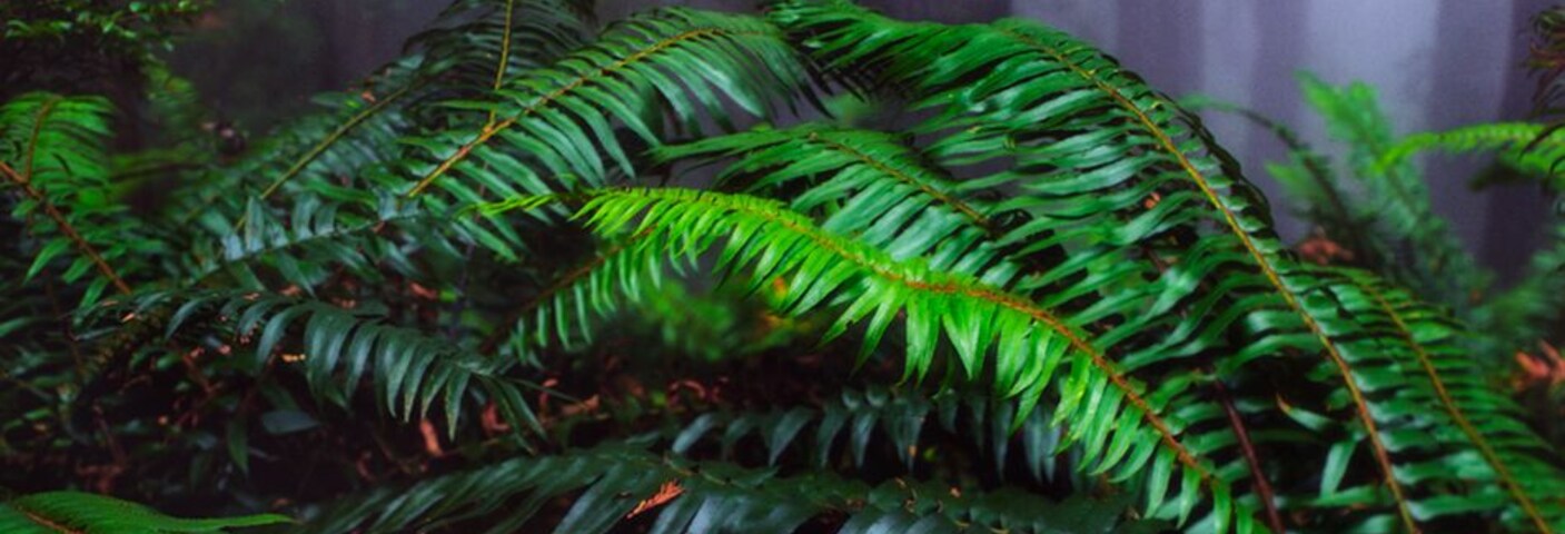 A single Rhododendron leaf floats on top of a fern on a foggy morning.