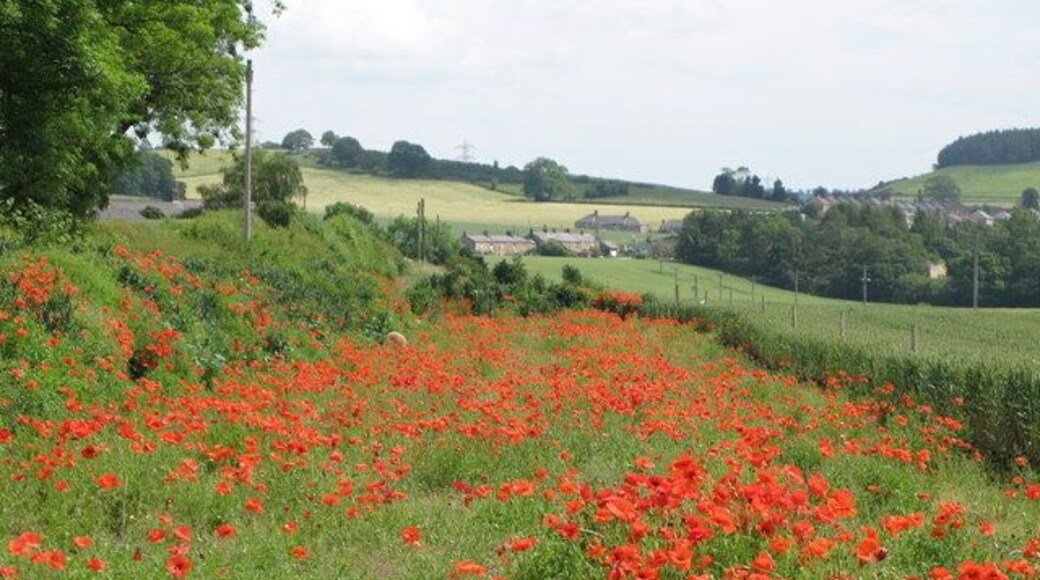 Poppies near Newbrough