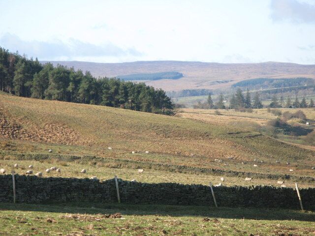 Pastures and plantation southwest of Langley Photo taken from the B6295 in NY8360.