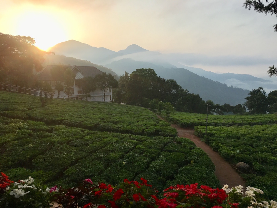 Tea Plantation Tranquility @ sunrise
More pictures: https://wp.me/p7CVI8-1UJ
#dawn #sunrise #gruenbergteaplantationhaus #munnar #kerala #india @keralatourism @exploremunnar @incredibleindia @tripadvisorindia #travel #traveling #travelphotography #travelblogger #travelgram #instatravel #mariadasstheworld