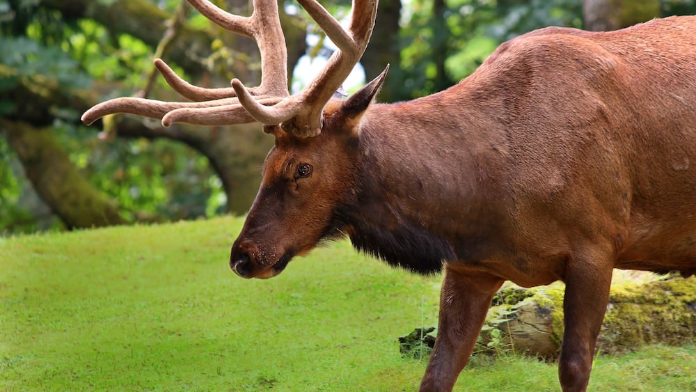 Elk Bull in green grass land