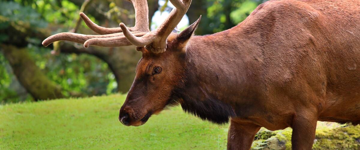 A large elk with prominent antlers standing on a grassy field with trees in the background.