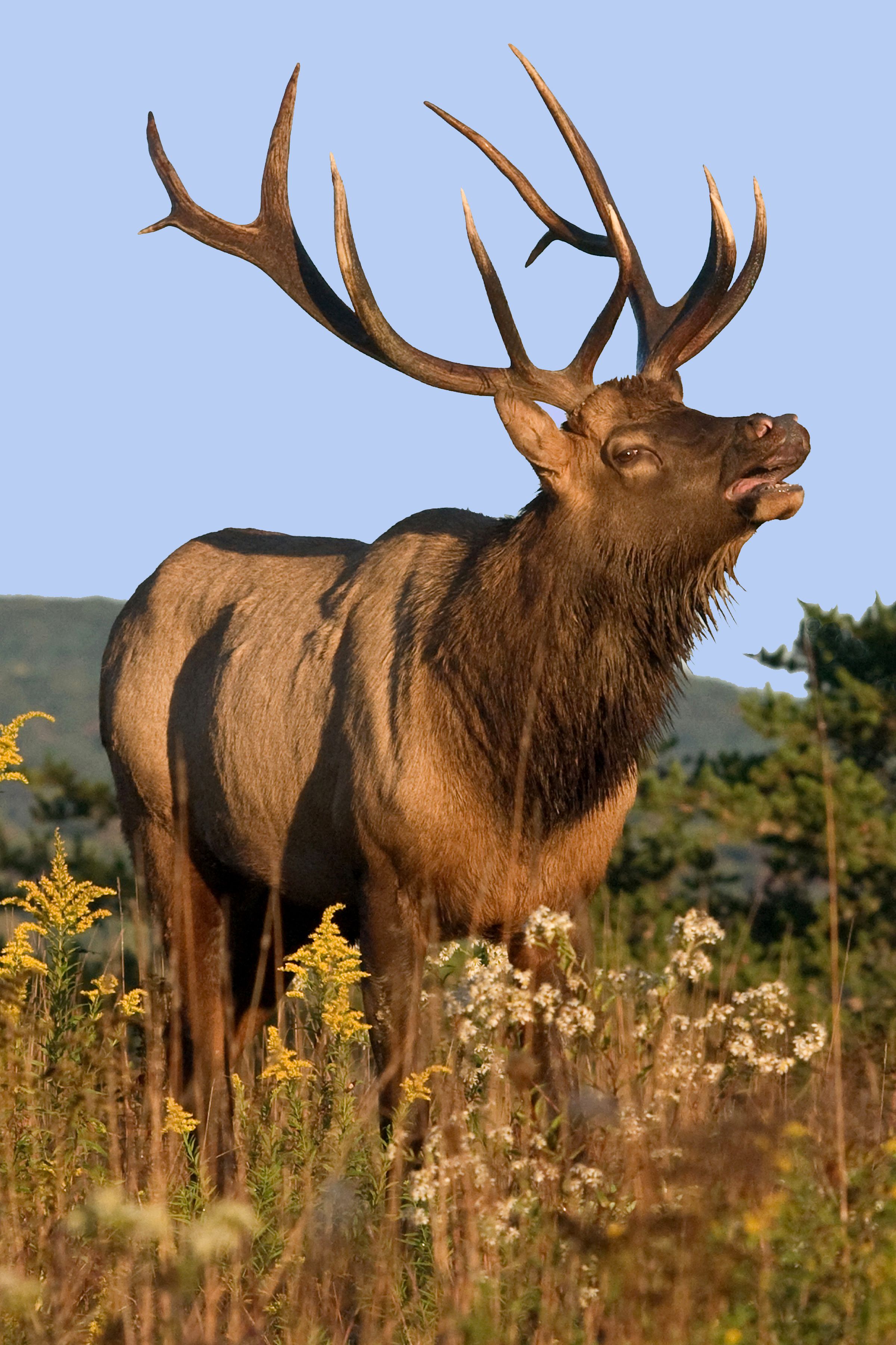 Bull elk – Photographed in Elk State Forest, Elk County, Benezette, Pennsylvania