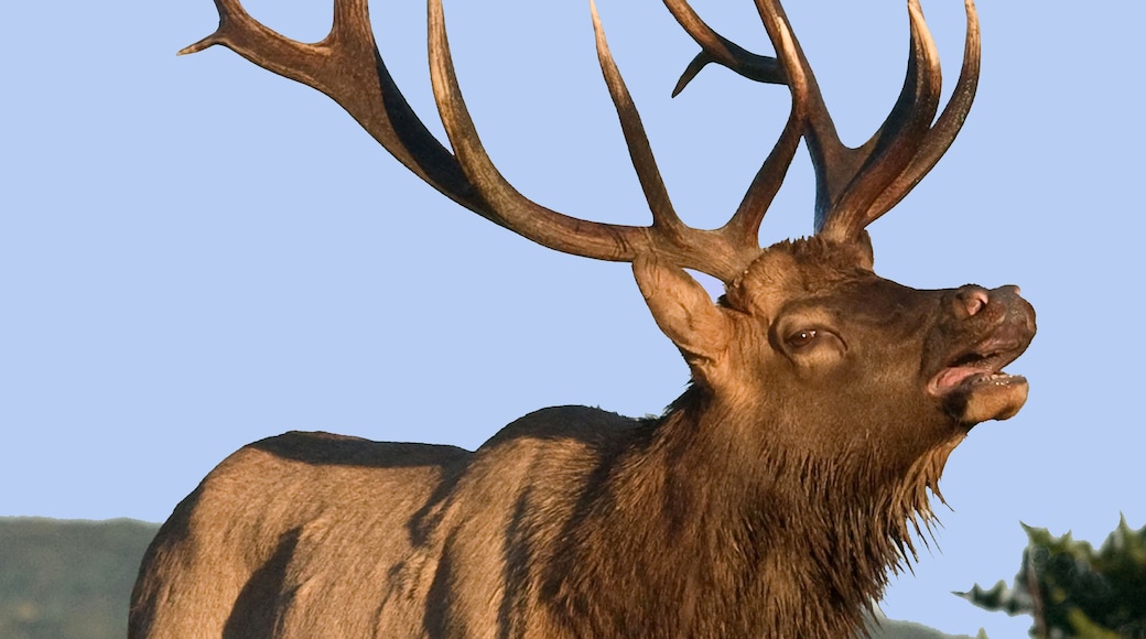 A large elk with prominent antlers standing in a field of wildflowers and grasses.