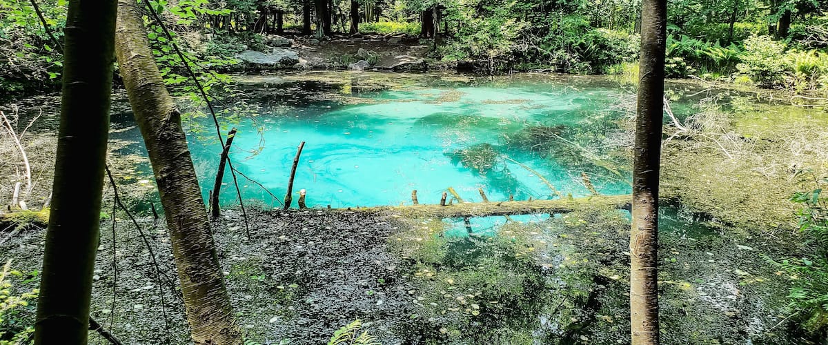 A forest with a clear blue pond surrounded by trees and ferns.