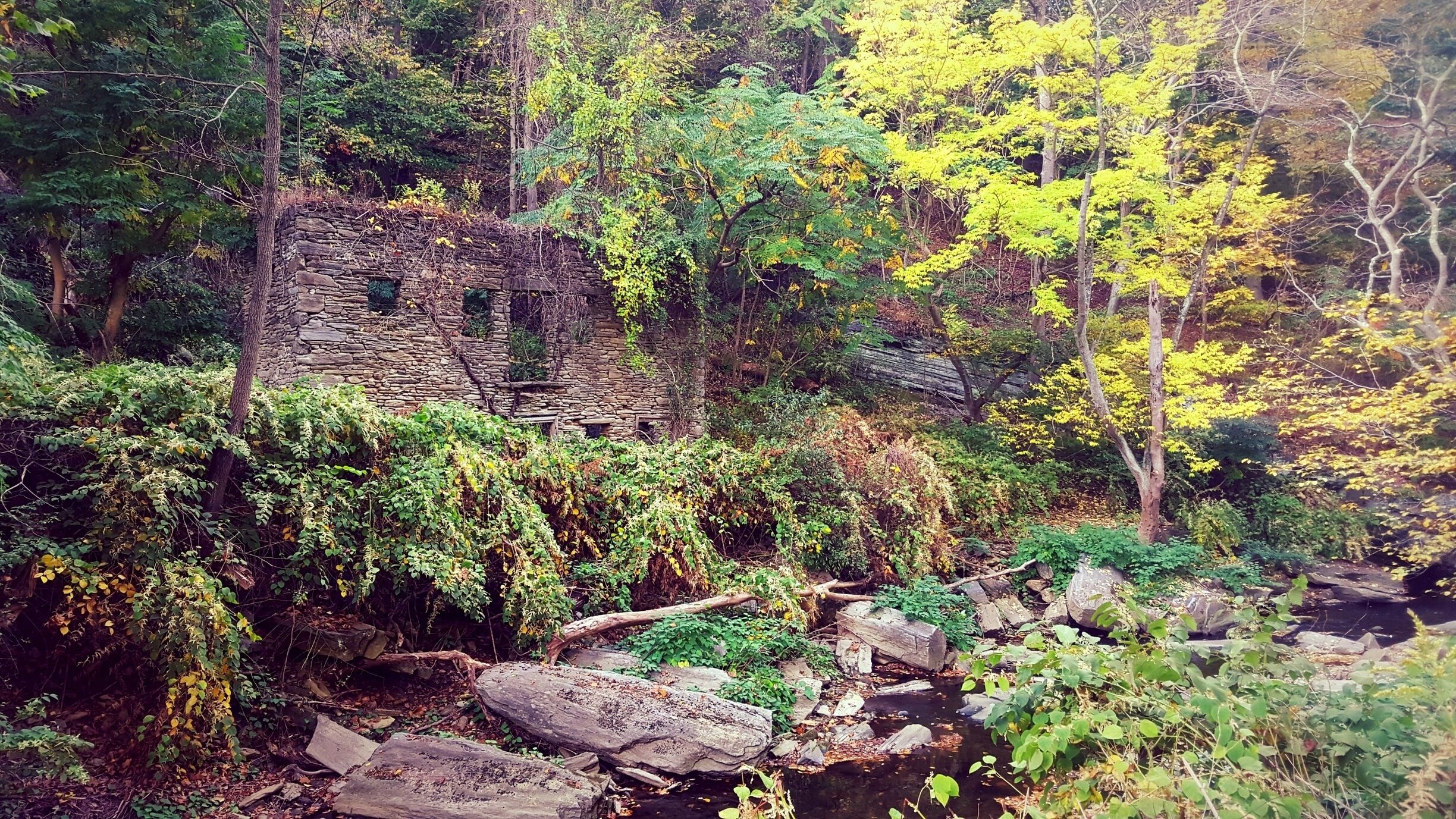 A stone ruin surrounded by dense forest and a small stream.