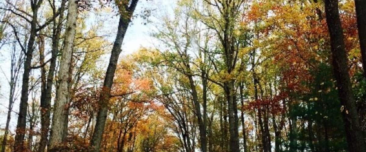 A road flanked by trees with autumn foliage.