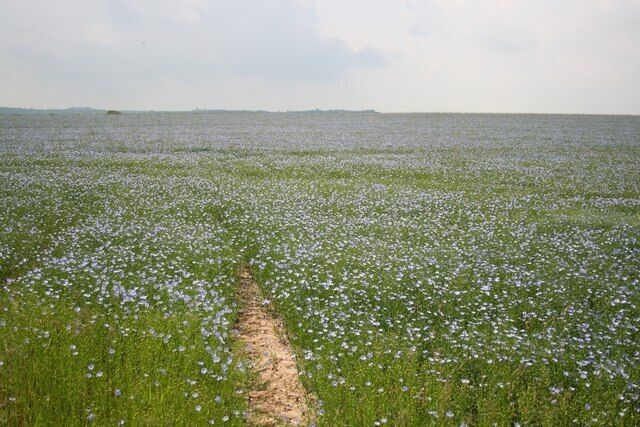 Blue & Green Flax off Furze Lane