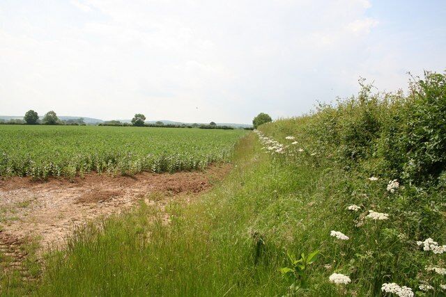 Hedgerow off Furze Lane