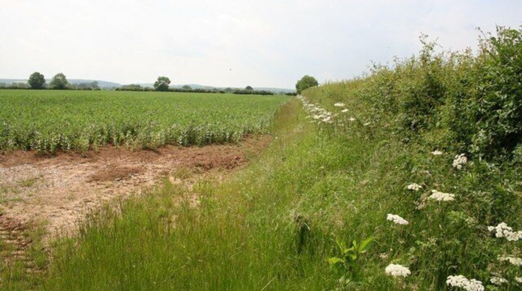 Hedgerow off Furze Lane