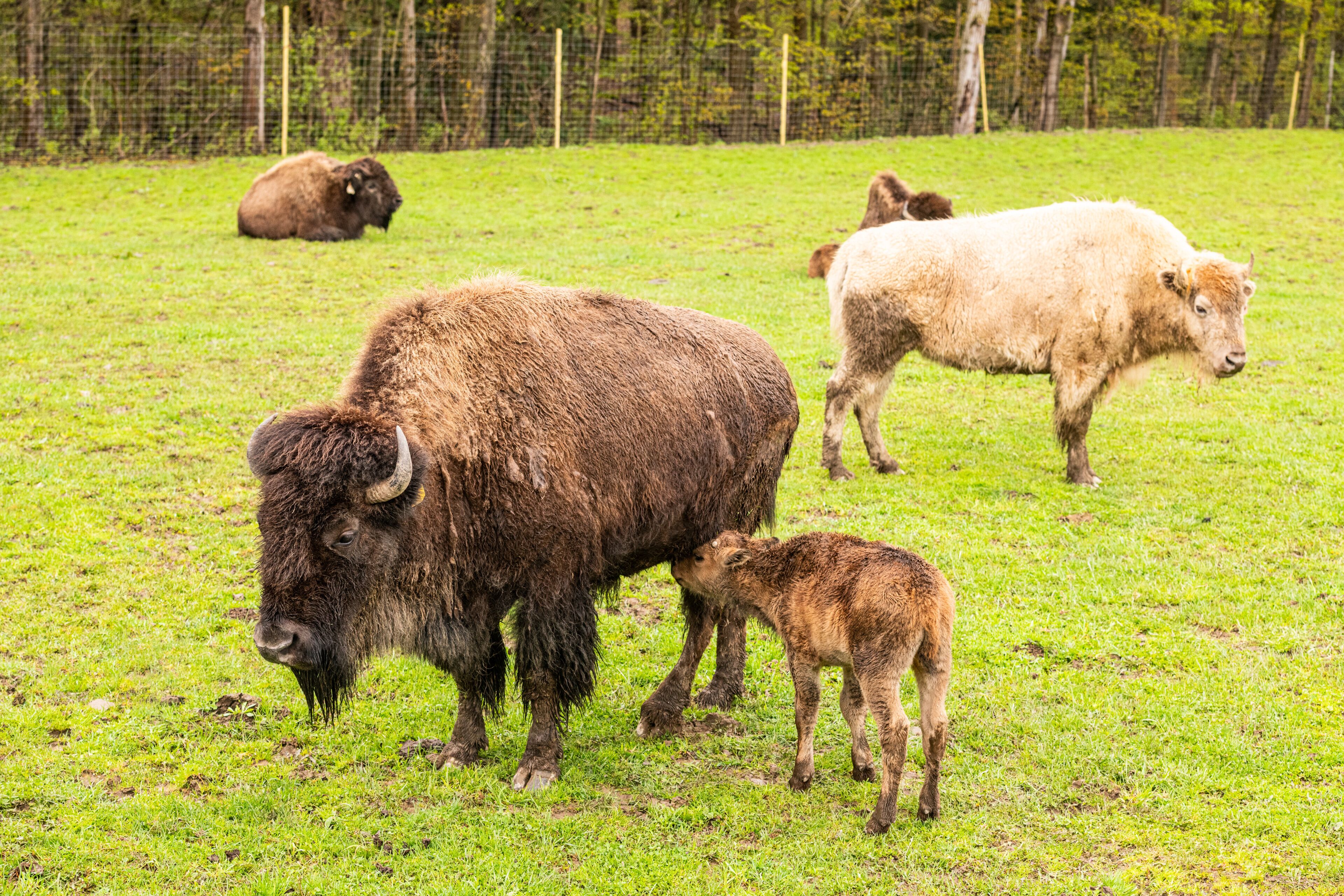 Un champ herbeux où l’on aperçoit des bisons, avec une clôture en arrière-plan.