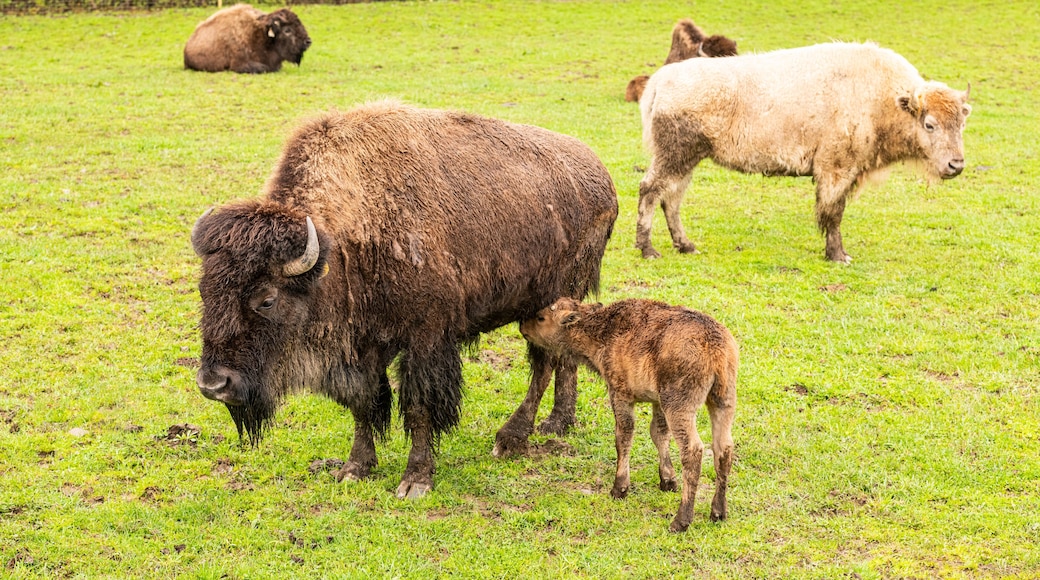 Un champ herbeux oĂč lâon aperçoit des bisons, avec une clĂŽture en arriĂšre-plan.