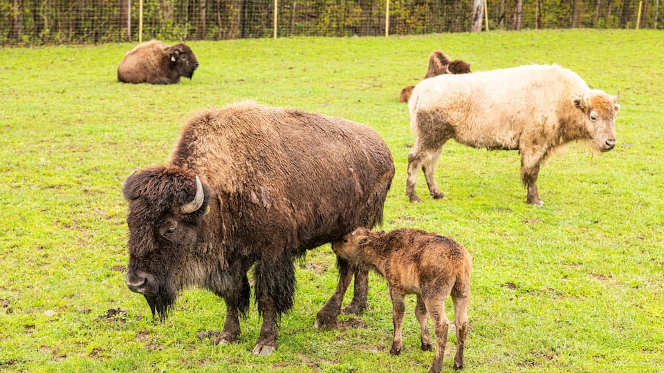 A grassy field with bison and a fence in the background.