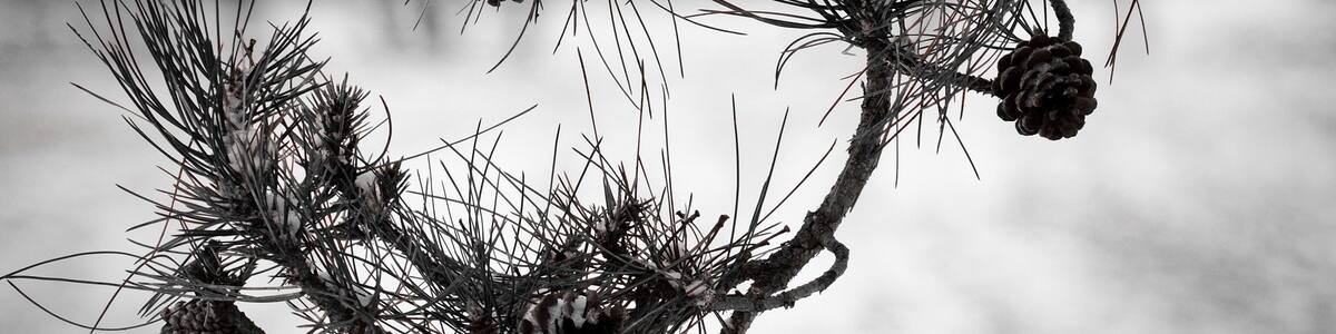 Snowy walk. Hendrix in my earbuds, camera in my hand. #morningroutine #morningwalk #snowyday #snowfall #snowstorm #pennsylvania #pennsylvaniaisbeautiful #pennsylvania_wild #pennsylvaniaphotographer #fujifilm #fujifilmxseries #fujifilmxpro1 #fujifilmglobal #fujifilm_xseries #fujixpro1 #fujixphotographer #fujixseries #barn #rurallife #ruralphotography #ruralamerica #filmsimulation #selectivecolor