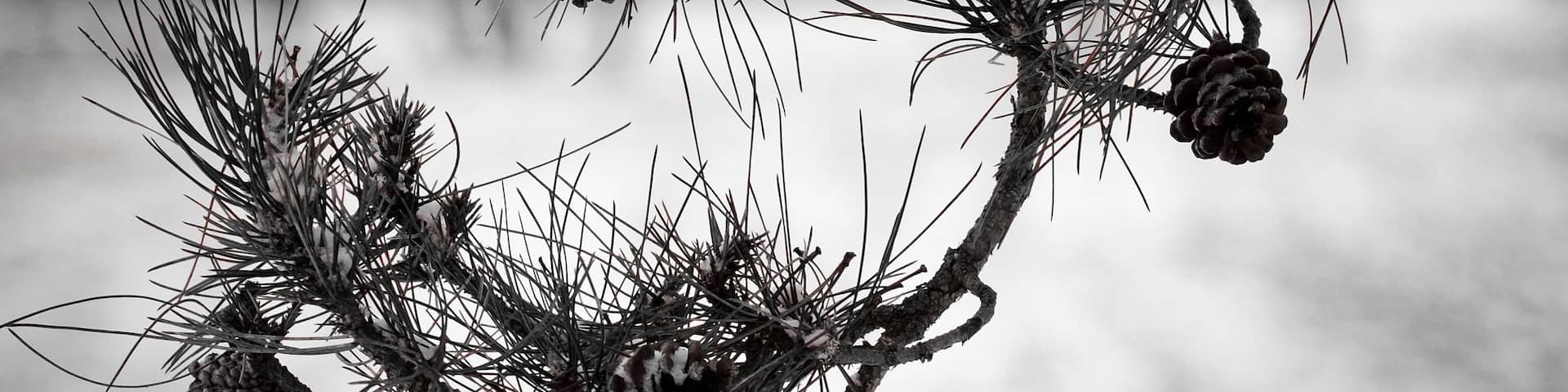 Snowy walk. Hendrix in my earbuds, camera in my hand. #morningroutine #morningwalk #snowyday #snowfall #snowstorm #pennsylvania #pennsylvaniaisbeautiful #pennsylvania_wild #pennsylvaniaphotographer #fujifilm #fujifilmxseries #fujifilmxpro1 #fujifilmglobal #fujifilm_xseries #fujixpro1 #fujixphotographer #fujixseries #barn #rurallife #ruralphotography #ruralamerica #filmsimulation #selectivecolor