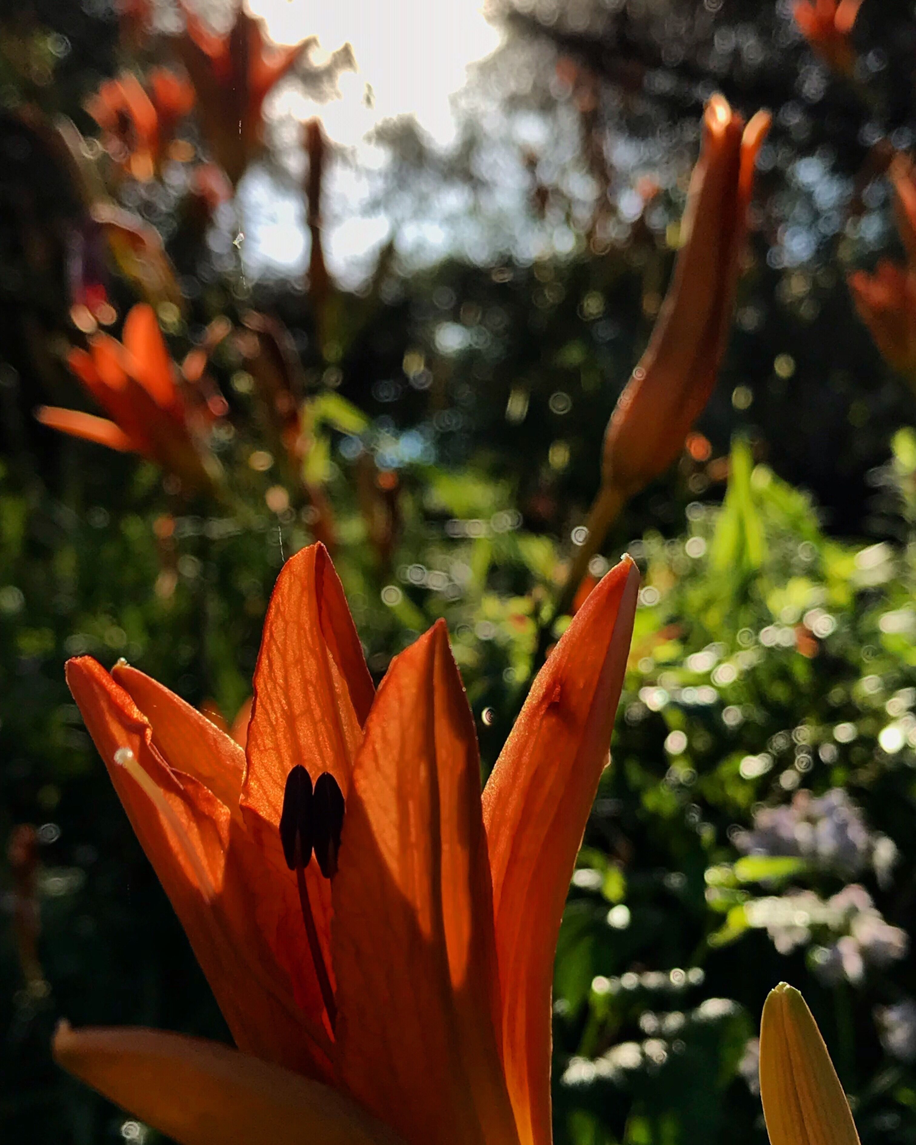 Morning walk at home after a long work trip. #pennsylvania #pennsylvania_wild #pennsylvaniaphotographer #morningwalk