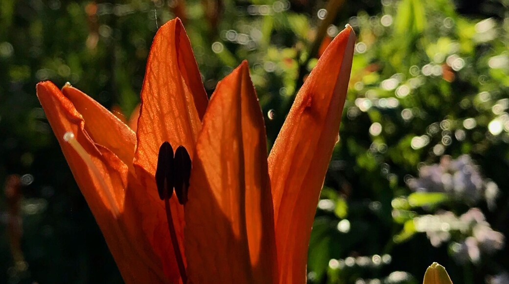 Morning walk at home after a long work trip. #pennsylvania #pennsylvania_wild #pennsylvaniaphotographer #morningwalk