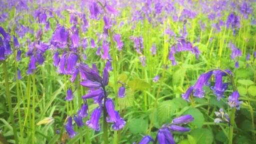 Endless carpets of Blue Bells! Visit at the start of May to see them in full bloom. Stunning!!