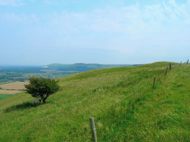 A grassy hill with a tree and a fence.
