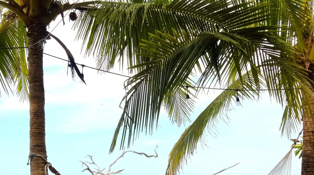 Ocean vibes and afternoon naps.
#beach #costarica #playaavellanas
#oceand