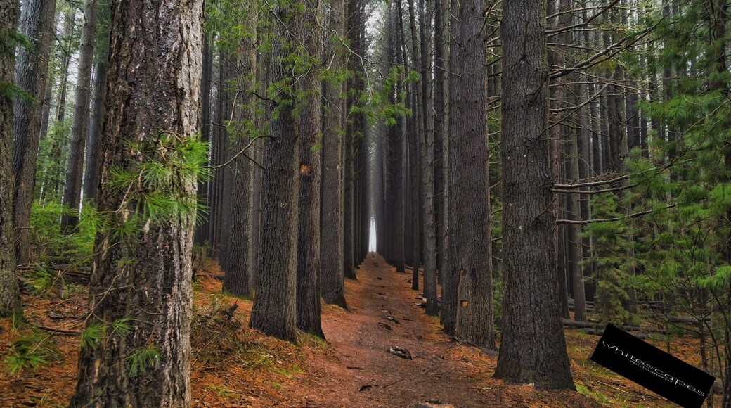 In the Snowy Mountains Region of NSW is the Bago State Forest. Here you'll find the Sugar Pine Walk. Such a picturesque walk