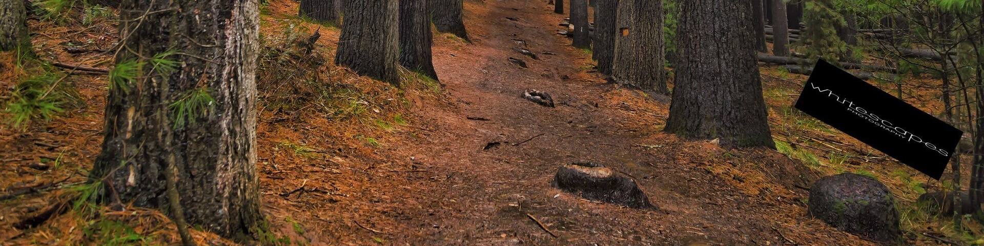 In the Snowy Mountains Region of NSW is the Bago State Forest. Here you'll find the Sugar Pine Walk. Such a picturesque walk