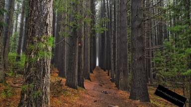 In the Snowy Mountains Region of NSW is the Bago State Forest. Here you'll find the Sugar Pine Walk. Such a picturesque walk