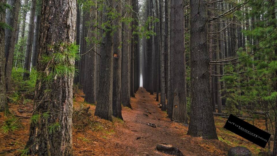A forest path with tall trees and a misty background.