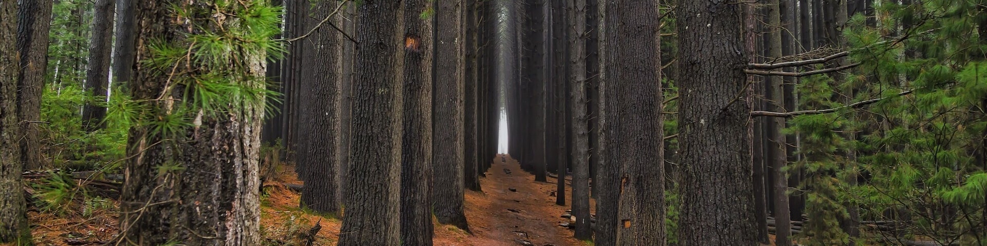 In the Snowy Mountains Region of NSW is the Bago State Forest.  Here you'll find the Sugar Pine Walk.  Such a picturesque walk