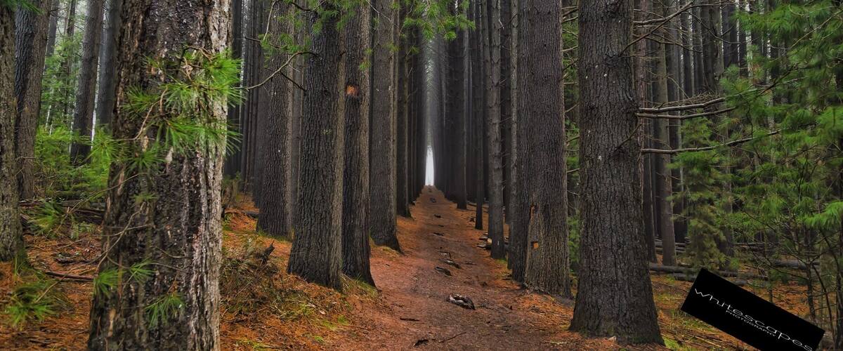 A forest path with tall trees and a misty background.