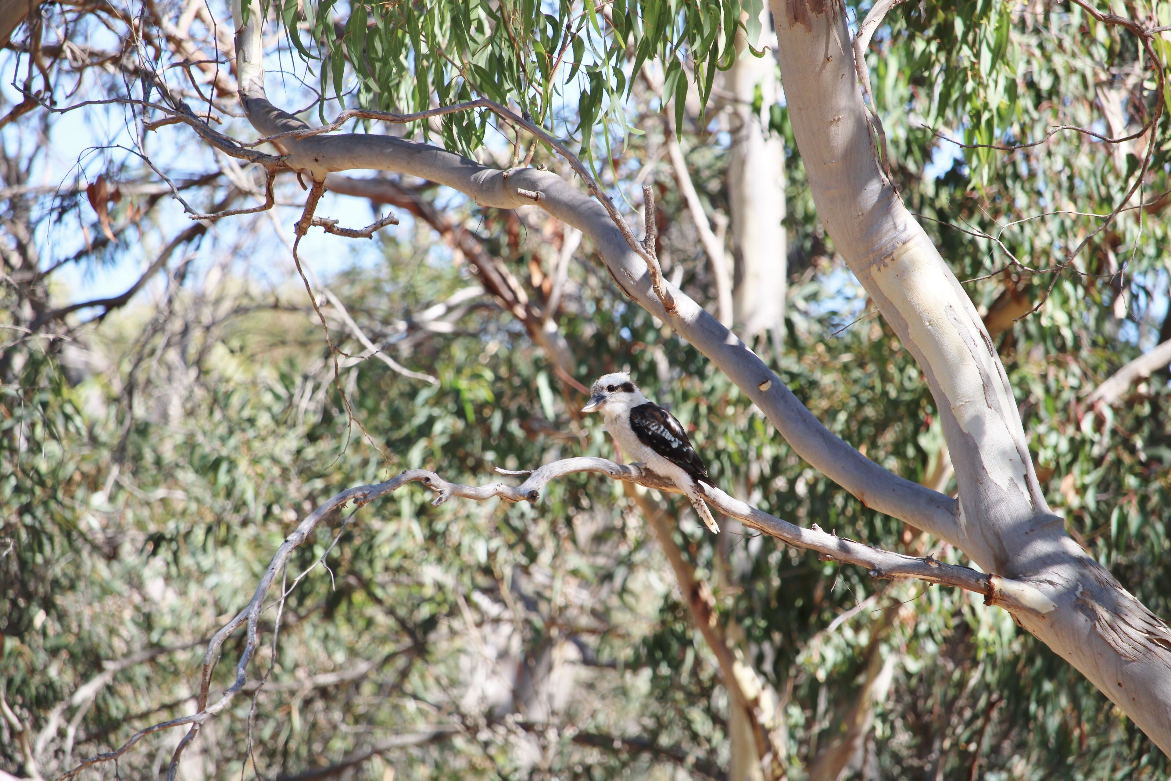 Laughing Kookaburra (Dacelo novaeguineae) on Pink Gun tree branch, South Australia