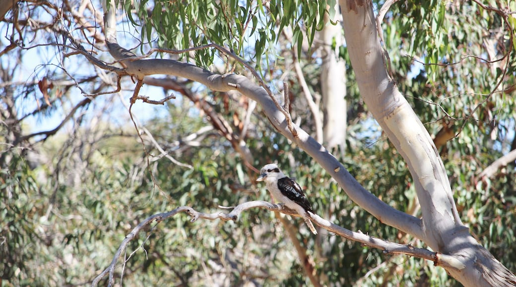 Laughing Kookaburra (Dacelo novaeguineae) on Pink Gun tree branch, South Australia
