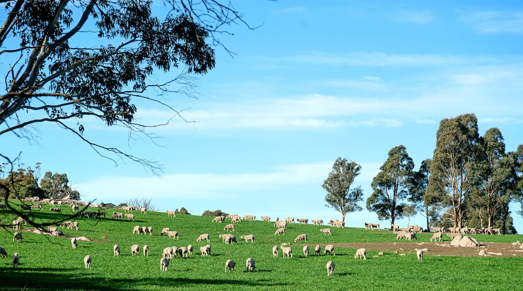 Australian landscape showing sheep grazing on a field of green grass in Gunning NSW Australia. Blue sky. Rural scene. No people.