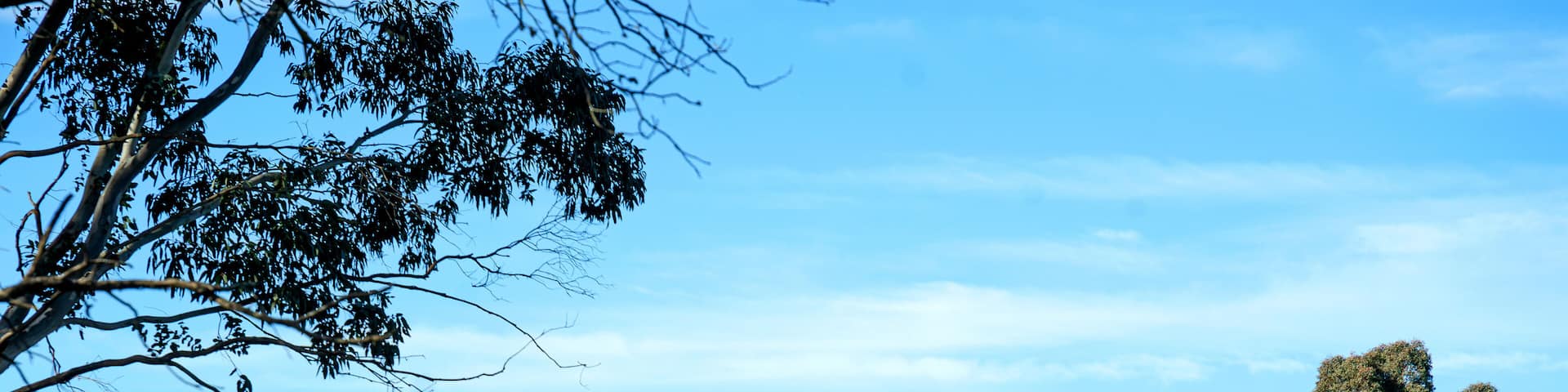 Australian landscape showing sheep grazing on a field of green grass in Gunning NSW Australia. Blue sky. Rural scene. No people.
