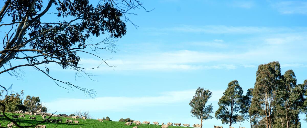 A grassy hillside with a herd of sheep grazing.