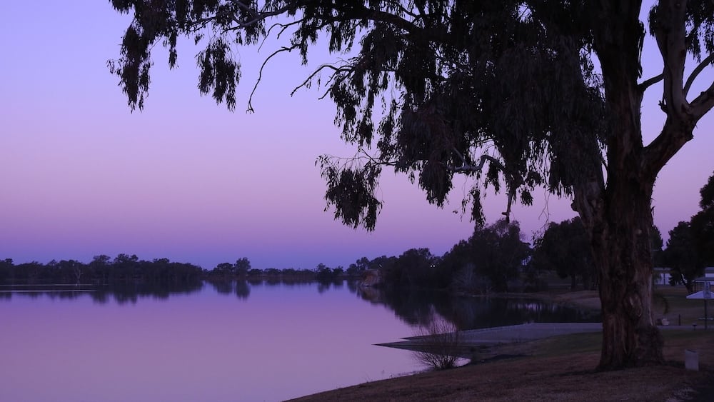 A tree by a calm lake at dusk.