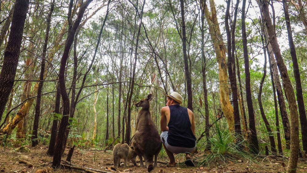 A forest with tall trees and a person observing wildlife.