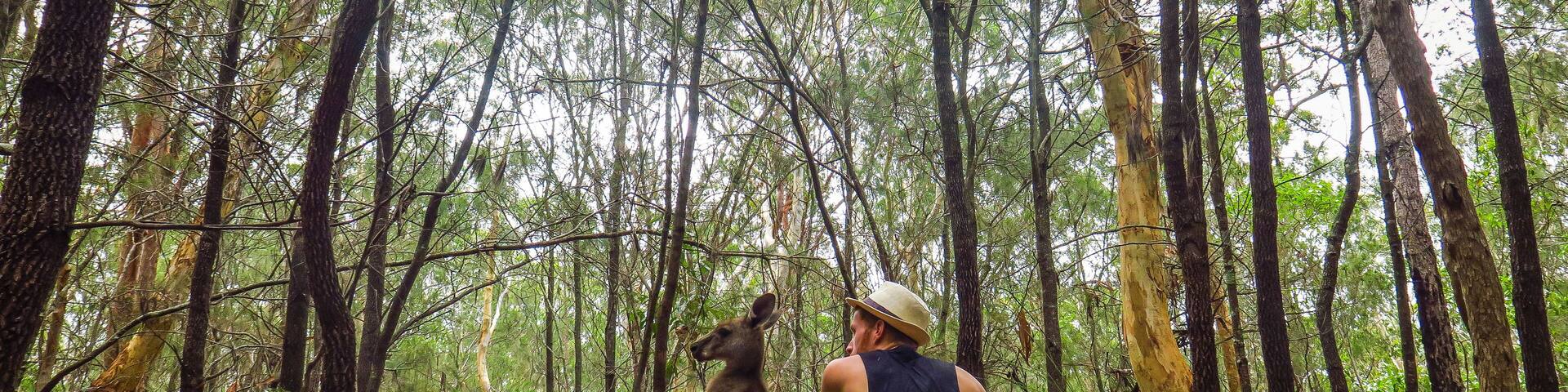 Hanging with kangaroos in Morisset Park, Australia