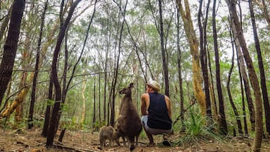 Hanging with kangaroos in Morisset Park, Australia